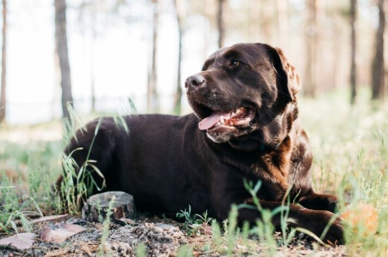 Se desconoce el destino de los perros involucrados en el ataque al niño de dos años.