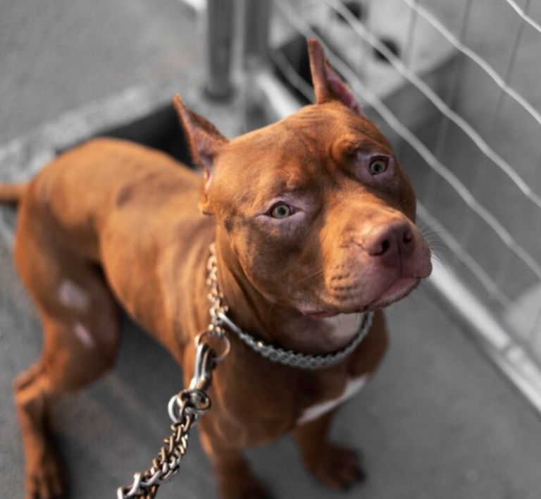 El perro fue llevado por la policia