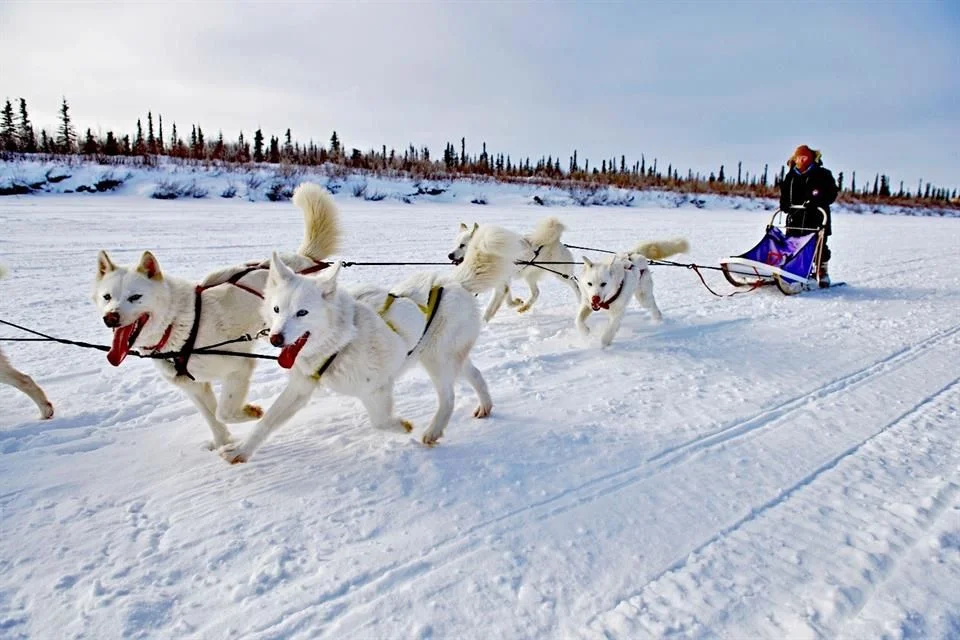 Pasear a bordo de trineos tirados por perros.