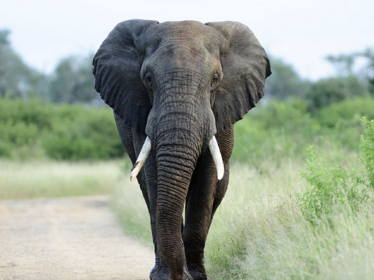 Una estampida de tres elefantes irrumpió en una vivienda.