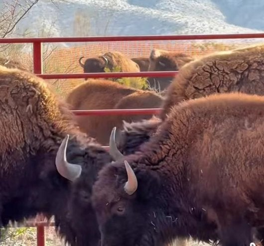 Manada de 44 bisontes llega a Cuatro Ciénegas, Coahuila, para restaurar el ecosistema.