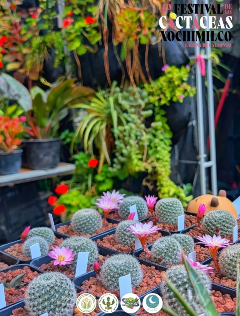 Cactus y suculentas en exhibición en el Festival de Cactáceas en Xochimilco.