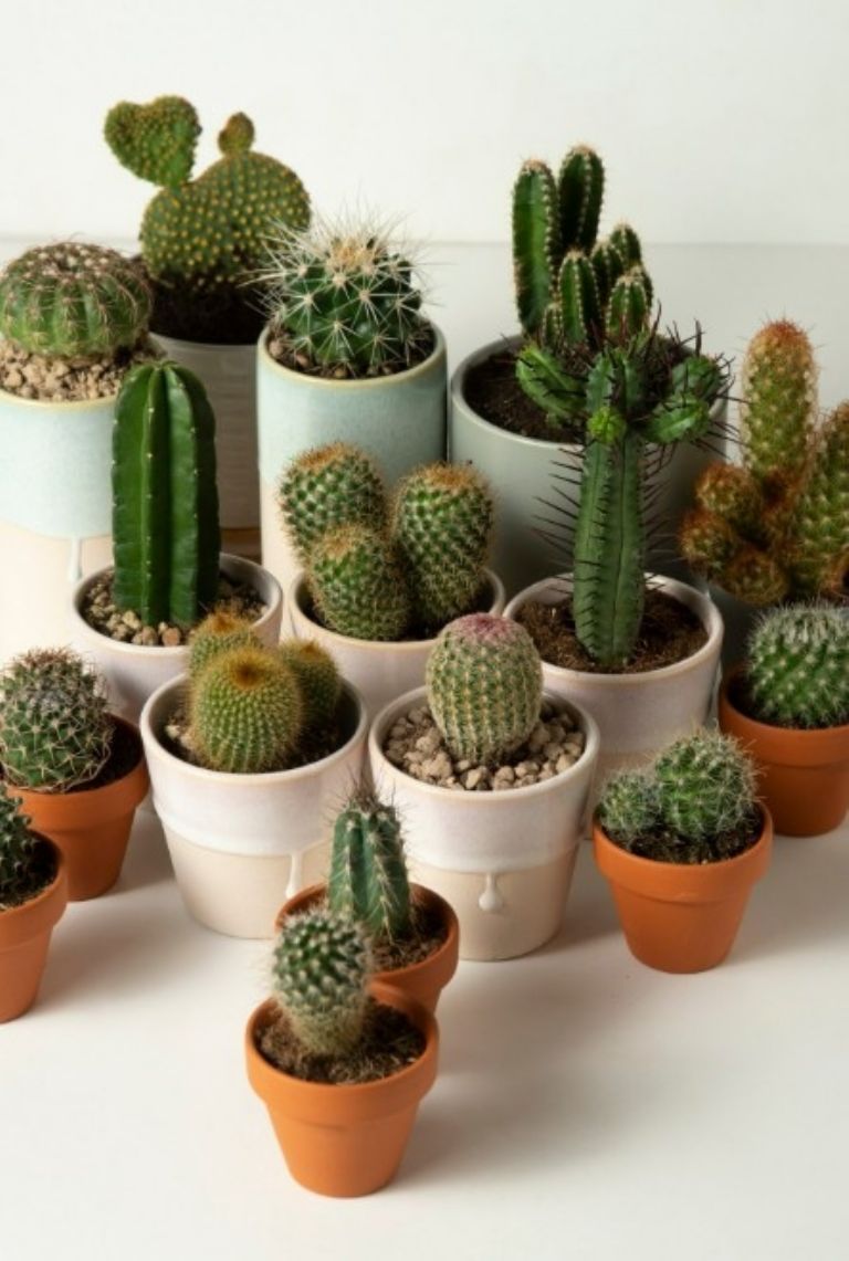 Primer plano de un cactus con flores en el Festival de Cactáceas en Xochimilco.