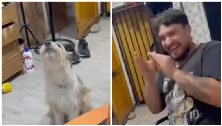 Perro interactuando con su dueño durante una canción
