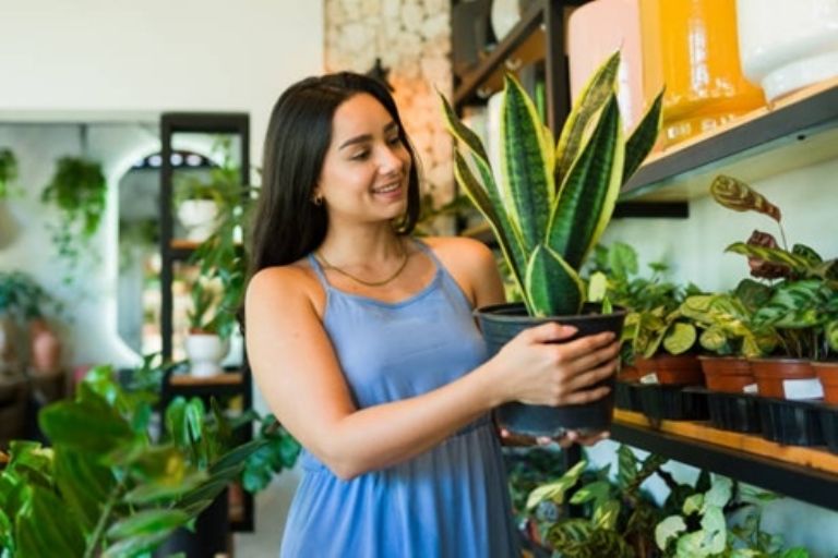 Drácena trifasciata en un macetero moderno