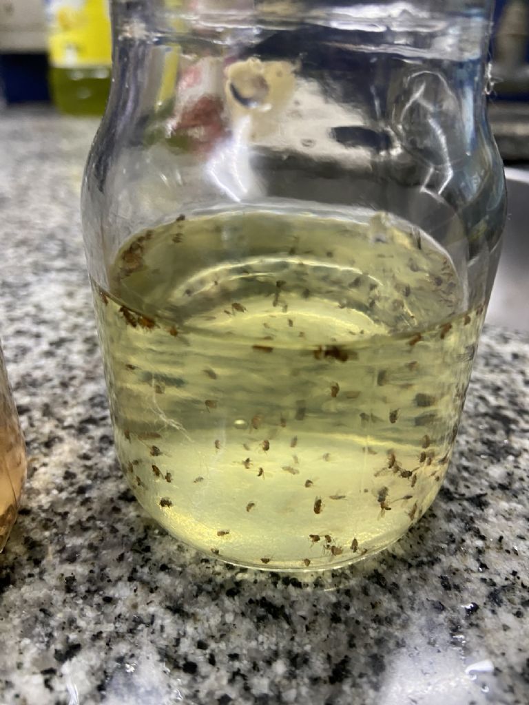 Abuela: Adiós moscas y mosquitos.