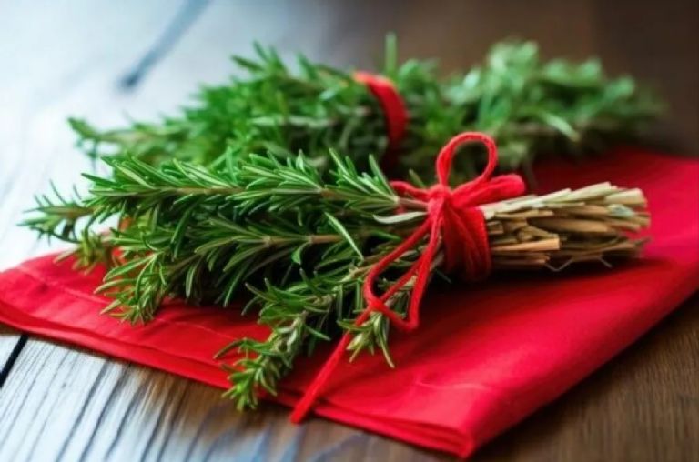 Romero sano en Feng Shui para prosperidad