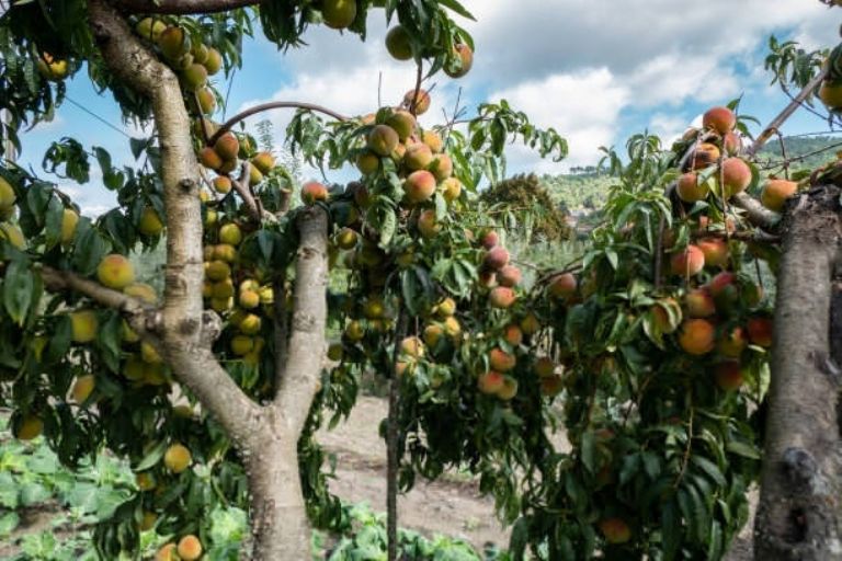 Arbustos frutales bien espaciados en un jardín