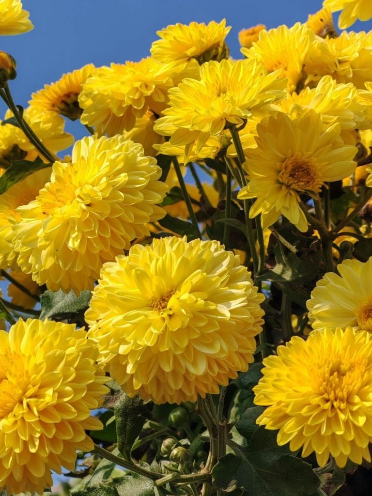 Flores de mayo: lo que el color no debe decir.