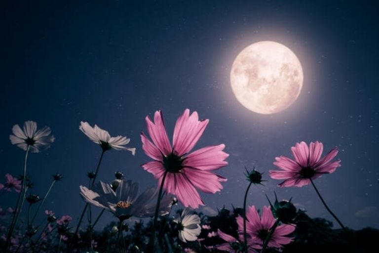 Mayo: Luna para abonar frutales y cosechar