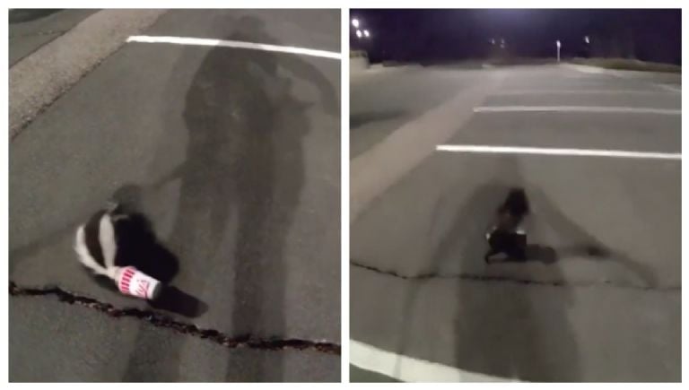 Zorrillo rescatado con objeto raro en cabeza, viral.