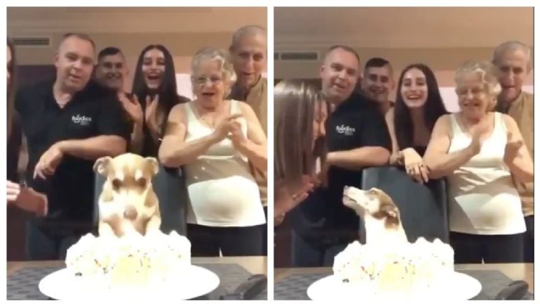 Perro viral: Cumpleaños feliz y famoso