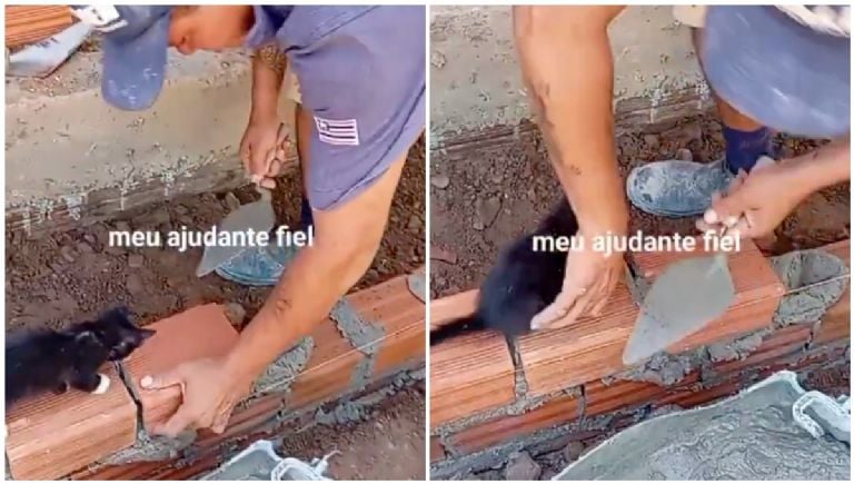 Gatito espía, ayudante sorpresa en obra.