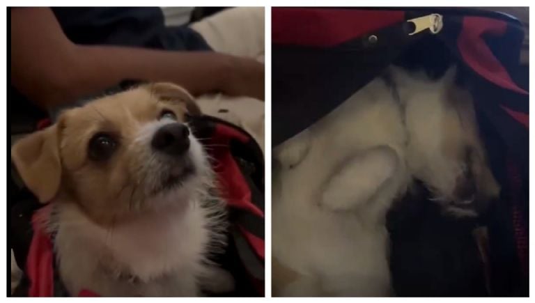 Canino junior viral en redes con bautismo de vuelo.