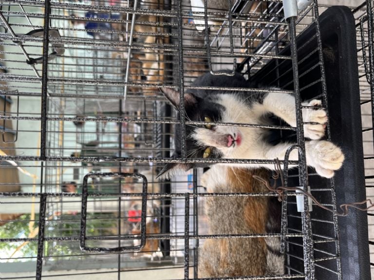 400 felinos salvados de consumo; reencuentros. 400 felinos salvados de consumo; reencuentros.