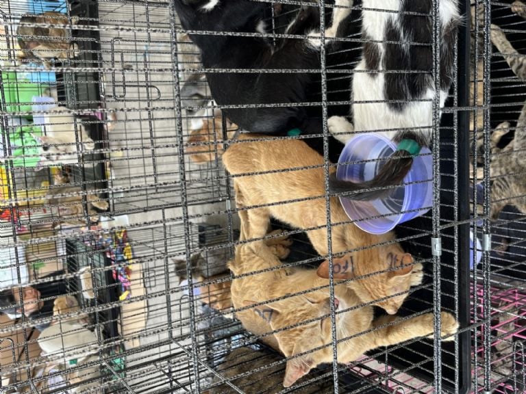Detalle de gatos rescatados mostrando signos de recuperación