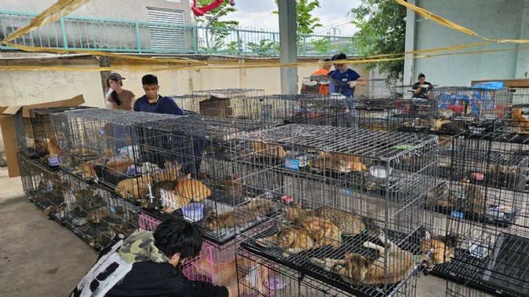 Imágenes de gatos en su hábitat natural en Vietnam