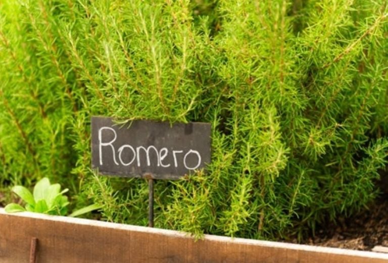Beneficios del romero para el hogar