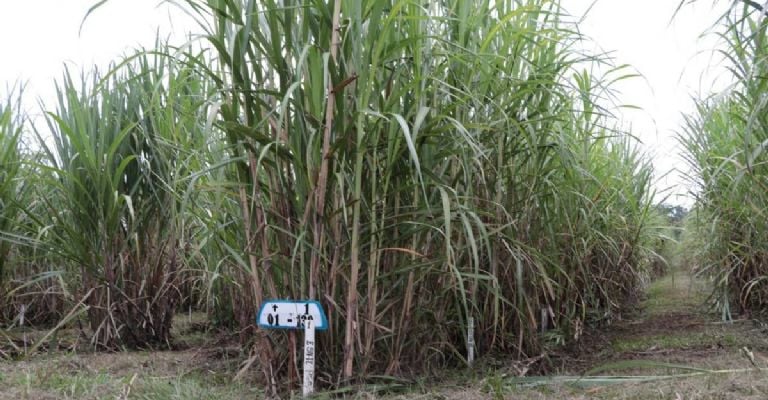 Camión cargado de caña de azúcar listo para ser transportado a un ingenio.