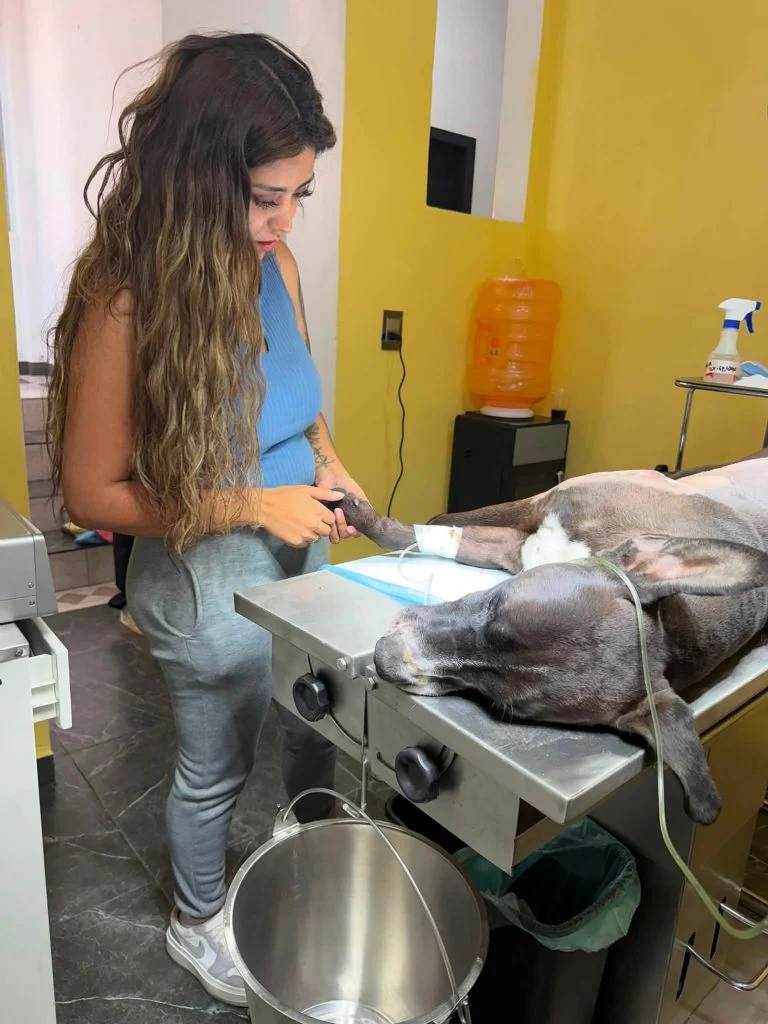 Muere Max, perro héroe asesinado al proteger a su dueño.