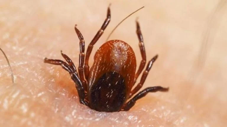 Garrapatas portadoras del virus Powassan