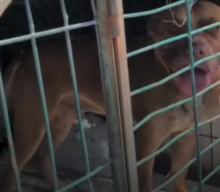 Perro pitbull agresivo